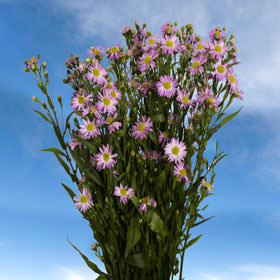 Image of ID 495070581 220 Purple Aster Free Delivery