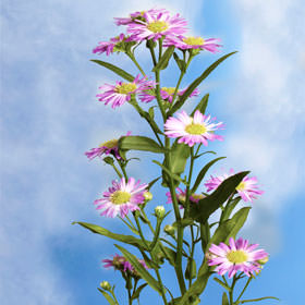 Image of ID 495070612 100 Pink Aster Free Delivery