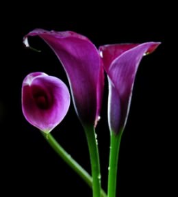 Image of ID 495070636 120 Purple Mini Calla Lilies