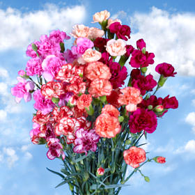 Image of ID 495070672 160 Novelty Spray Carnations