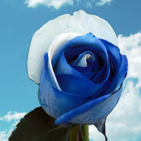 Image of ID 495070678 200 Blue / White Rainbow Roses