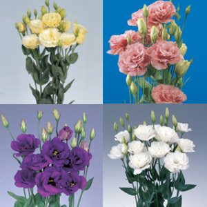 Image of ID 495070684 160 Assorted Colors Lisianthus
