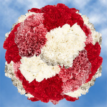 Image of ID 495070687 400 Christmas Carnations