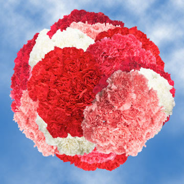 Image of ID 495070690 350 Valentine Carnations