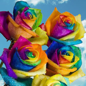 Image of ID 495070704 200 Multicolor Rainbow Roses