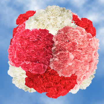 Image of ID 495070709 400 Valentine Carnation Flower