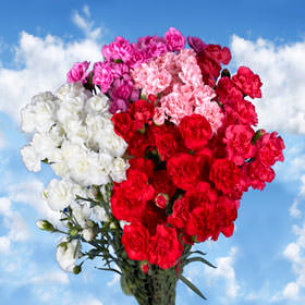 Image of ID 495070715 300 Spray Carnations for Mom