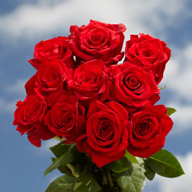 Image of ID 495070724 125 Red Roses Premium Roses