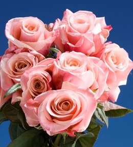 Image of ID 495070728 200 Pink / Light Pink Roses