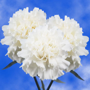 Image of ID 495070730 200 Pure White Carnations