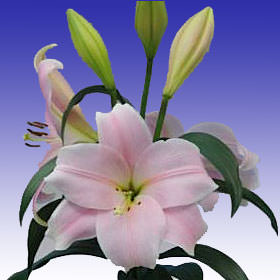 Image of ID 495070747 80 Pink Asiatic Lilies