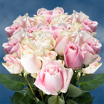 Image of ID 495070754 75 Rosita Vendela Roses Sale