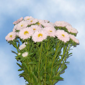 Image of ID 495070758 180 Pink Aster Matsumoto