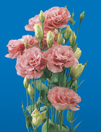 Image of ID 495070770 80 Fresh Cut Pink Lisianthus