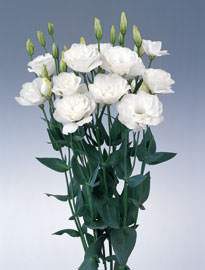 Image of ID 495070792 40 Fresh White Lisianthus