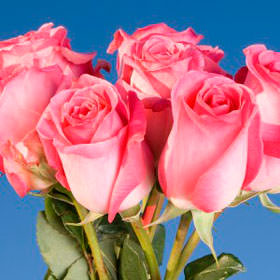 Image of ID 495070822 150 Long Verdi Roses Wholesale