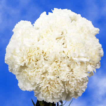 Image of ID 495070837 400 Pure White Carnations