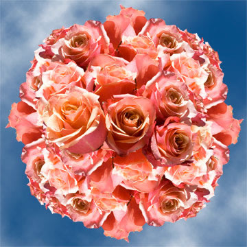 Image of ID 495070847 100 Pinky Orange Roses