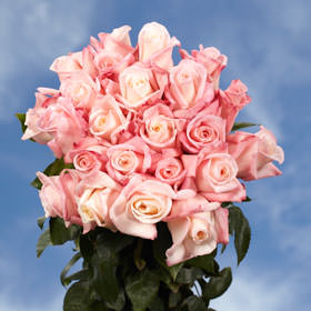 Image of ID 495070887 100 Pink Roses