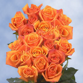 Image of ID 495070900 100 Fresh Cut Bicolor Roses