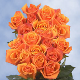 Image of ID 495070919 200 Fresh Cut Bicolor Roses