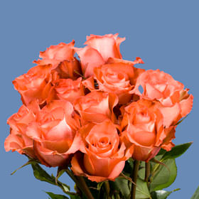 Image of ID 495070978 200 Fresh Terracotta Roses