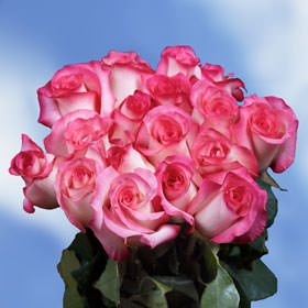 Image of ID 495070985 200 Fresh Pink & White Roses
