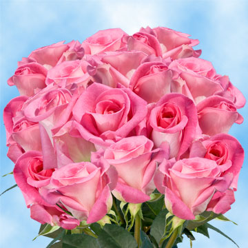Image of ID 495071012 75 Pink / Lavender Roses