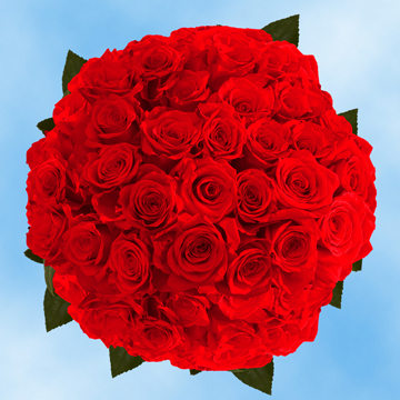 Image of ID 495071037 100 Fresh Cut Dark Red Roses