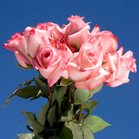 Image of ID 495071042 100 Light Creamy Pink Roses