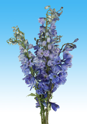 Image of ID 495071112 240 Blue Delphinium Volken