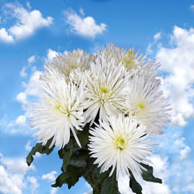 Image of ID 495071128 200 White Fuji Spider Mums