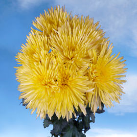 Image of ID 495071130 100 Yellow Fuji Spider Mums