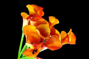 Image of ID 495071144 240 Orange Calla Lilies