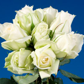 Image of ID 495071191 200 Tineke White Roses
