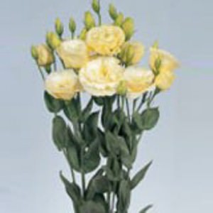 Image of ID 495071207 160 Yellow Cream Lisianthus