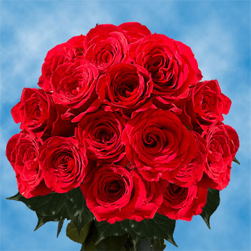 Image of ID 495071245 8 Dozen Long Gorgest Red Roses