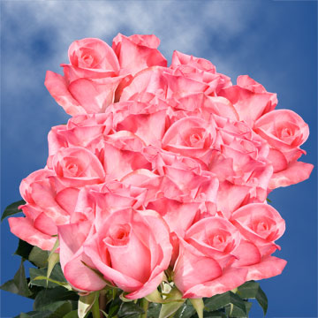 Image of ID 495071254 75 Fresh Cut Dark Pink Roses