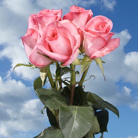 Image of ID 495071271 100 Fresh Cut Dark Pink Roses