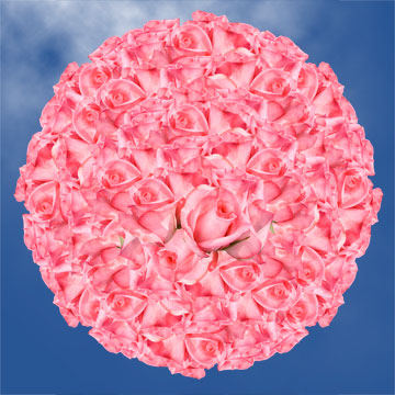 Image of ID 495071272 250 Fresh Cut Dark Pink Roses