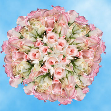 Image of ID 495071292 100 Fresh Pastel Pink Roses