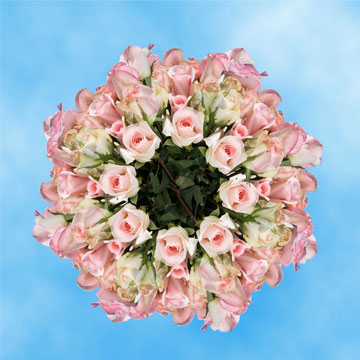 Image of ID 495071293 250 Fresh Pastel Pink Roses