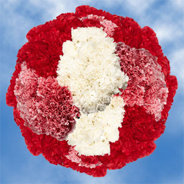 Image of ID 495071309 350 Christmas Carnations