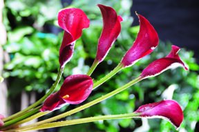 Image of ID 495071328 60 Burgundy Calla Lilies