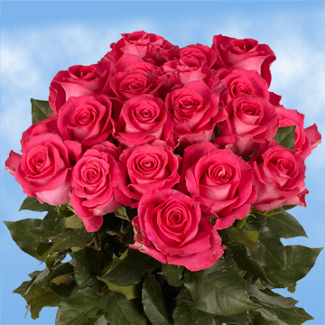 Image of ID 495071332 75 Hot Pink Roses Wholesale