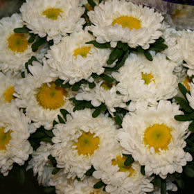 Image of ID 495071339 100 White Aster Matsumoto