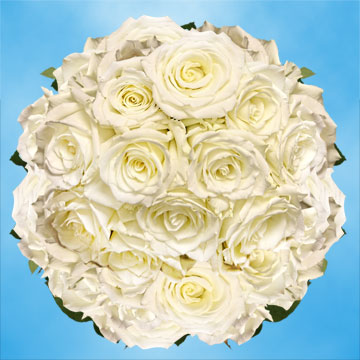 Image of ID 495071390 150 White/Touch of Green Roses