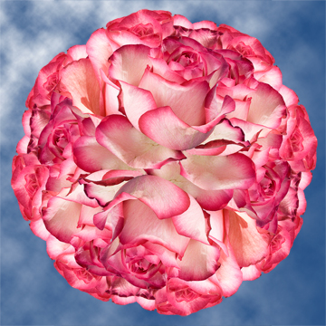 Image of ID 495071394 100 Pale Pink/Dark Pink Roses