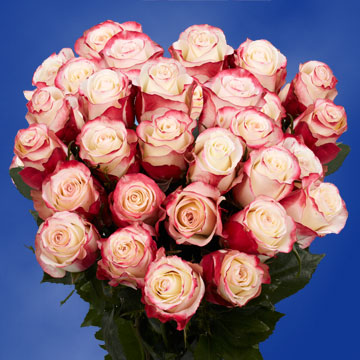 Image of ID 495071397 75 White-Pink Sweetness Roses