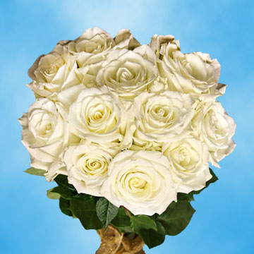 Image of ID 495071406 75 White/Touch of Green Roses